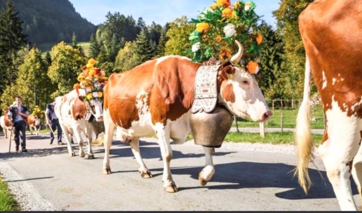 Fewo Alpenwiese Mit Hallenbad&Sauna Missen Wilhams Bagian luar foto